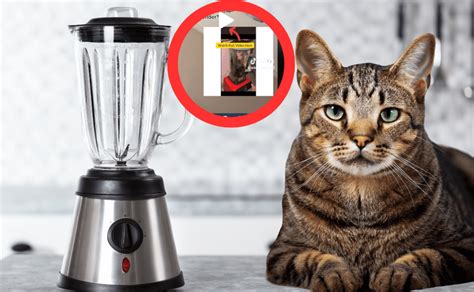 cat in a blender twitter|@catinblender